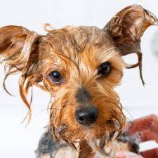 bain-animouff-01 bain-animouff-01