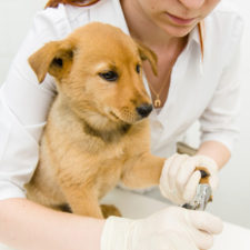 coupe-de-griffe-animouff coupe-de-griffe-animouff