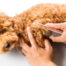 toilettage-animouff toilettage-animouff