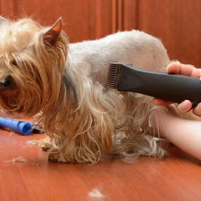 tonte-animouff-2 tonte-animouff-2